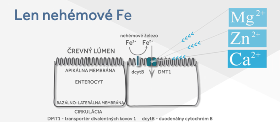 nehemove-fe