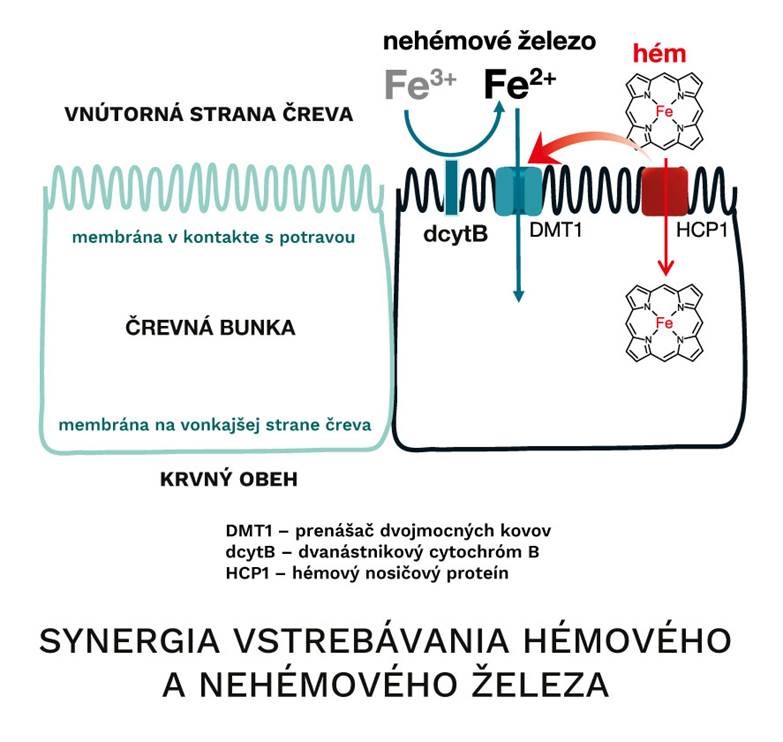 synergia-HZ-a-NZ